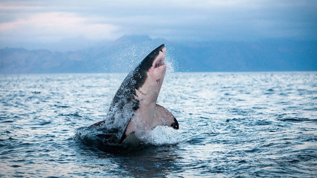 Sharks and tuna are overheating and running out of options | ScienceDaily