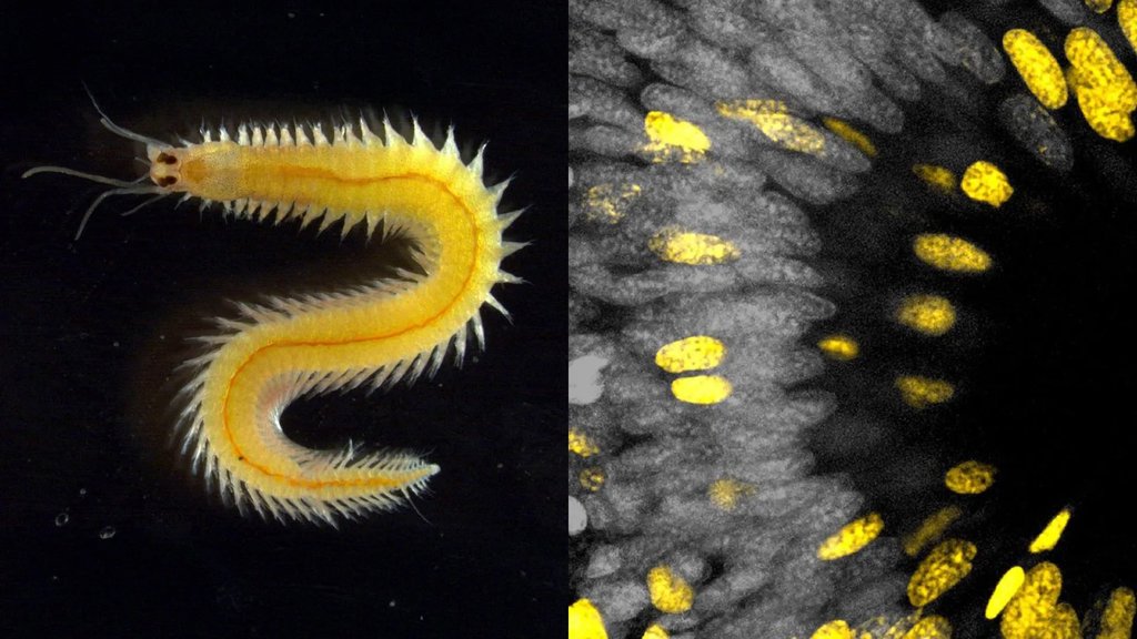 A tiny ocean worm just revealed a big secret about how eyes evolve | ScienceDaily