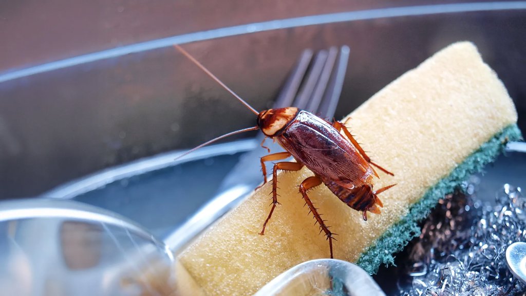 Cockroaches are secretly poisoning indoor air | ScienceDaily