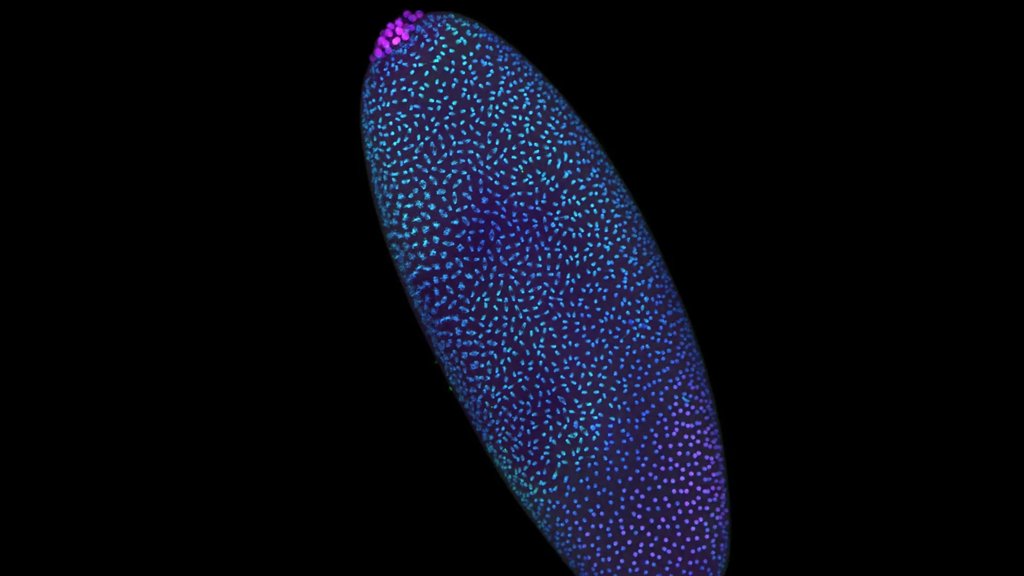 Stunning 3D maps reveal DNA is structured before life “switches on” | ScienceDaily