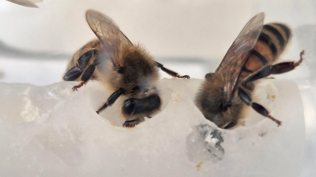 Scientists uncovered the nutrients bees were missing — Colonies surged 15-fold | ScienceDaily