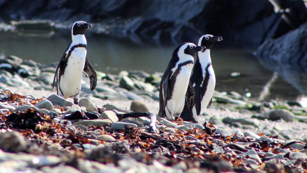 A crisis deepens as African penguins compete with fishing fleets for food | ScienceDaily