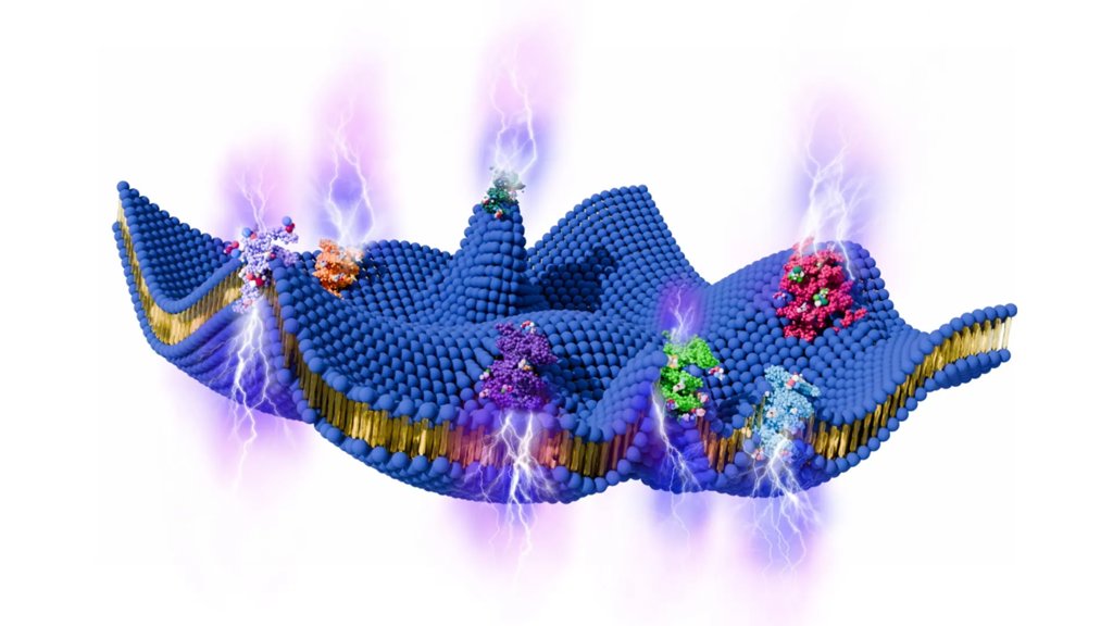 Living cells may generate electricity from motion | ScienceDaily