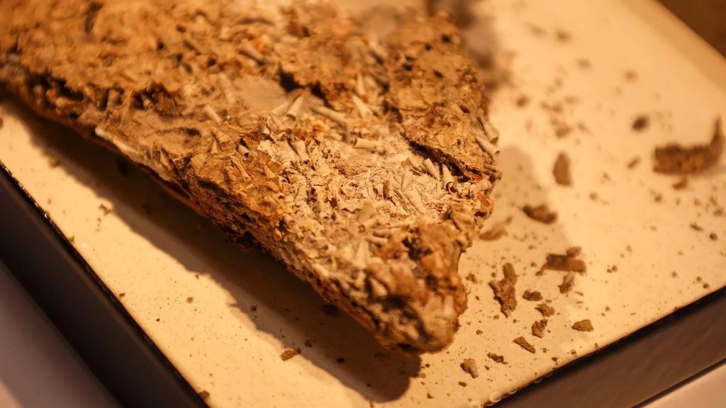 A 540-million-year-old fossil is rewriting evolution | ScienceDaily