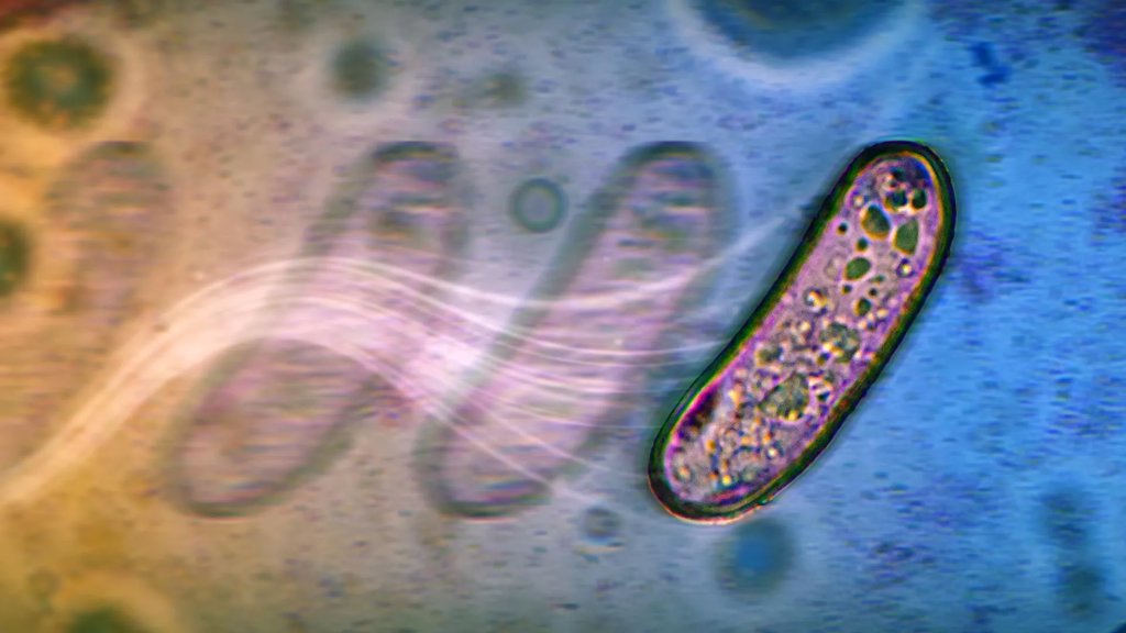 The surprising new ways bacteria spread without propellers | ScienceDaily