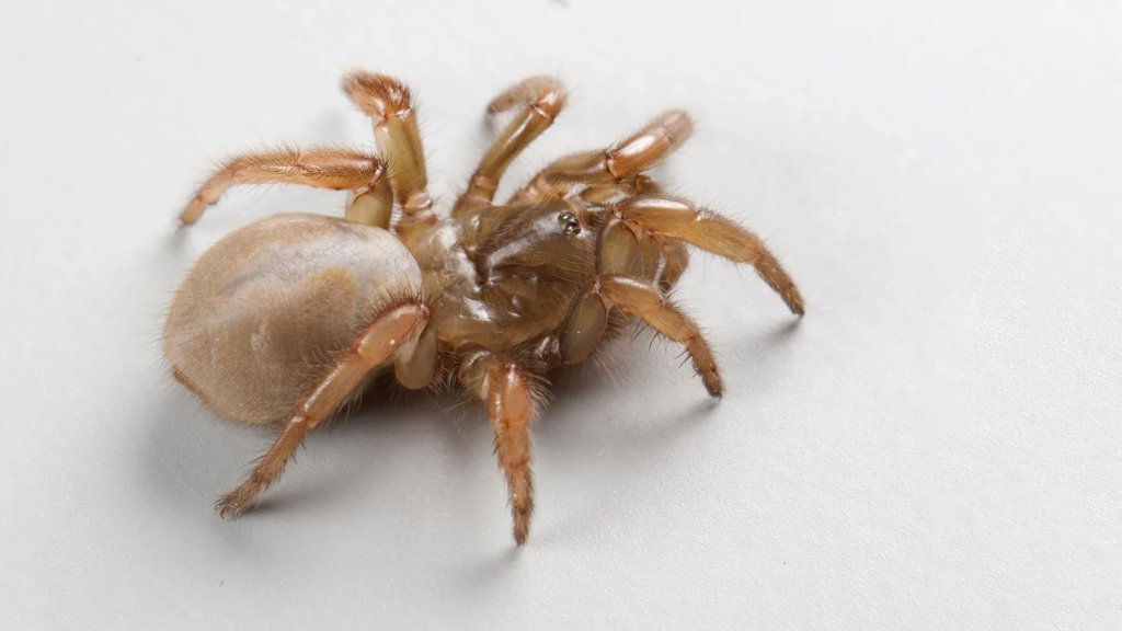 A &ldquo;scary&rdquo; new spider species found beneath California&rsquo;s beaches | ScienceDaily