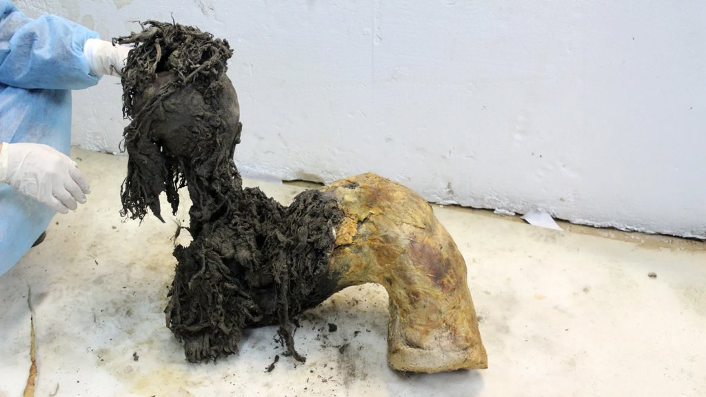 Scientists recover 40,000-year-old mammoth RNA still packed with clues | ScienceDaily