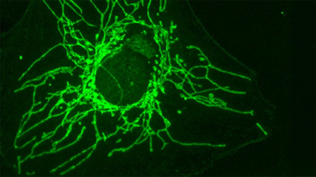 A “mirror” molecule can starve cancer cells without harming healthy cells | ScienceDaily
