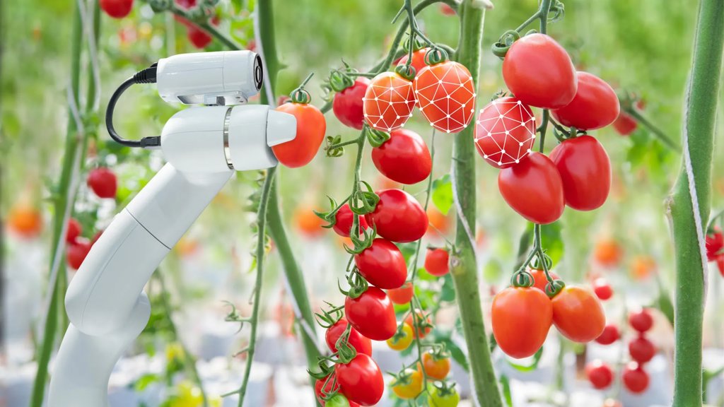 AI-powered robot learns how to harvest tomatoes more efficiently | ScienceDaily