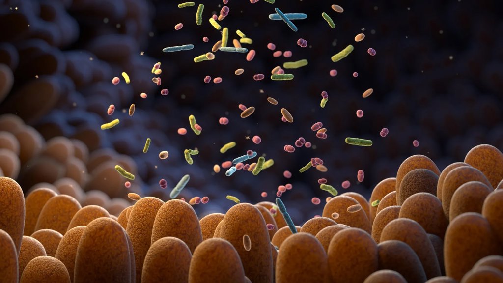 Gut bacteria can sense their environment and it’s key to your health | ScienceDaily