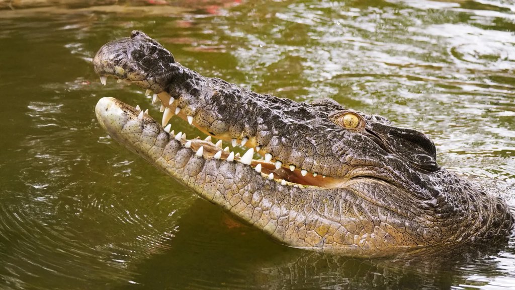 DNA solves 250-year-old mystery of the Seychelles’ lost crocodiles | ScienceDaily