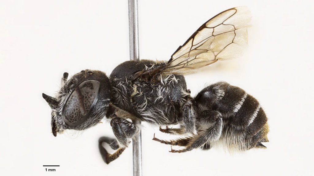 Tiny bee with devil horns discovered in Western Australia | ScienceDaily