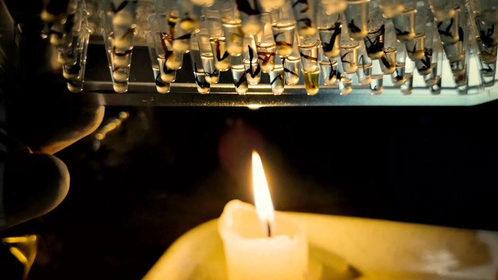 Half of Amazon insects could face dangerous heat stress | ScienceDaily