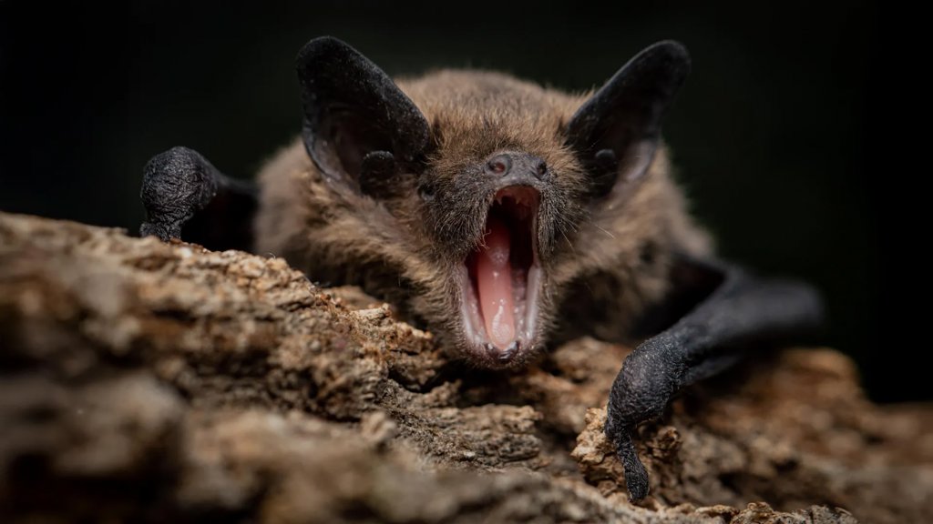 Bats carry dangerous viruses without getting sick. This may be why | ScienceDaily