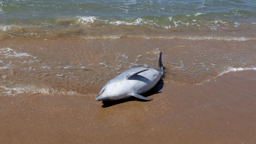 Atlantic dolphins are dying much younger. Scientists sound the alarm | ScienceDaily