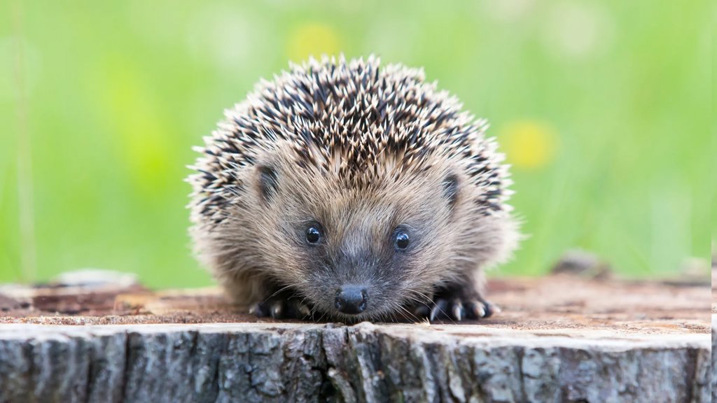 Scientists discover hedgehogs can hear ultrasound and it could save them from cars | ScienceDaily