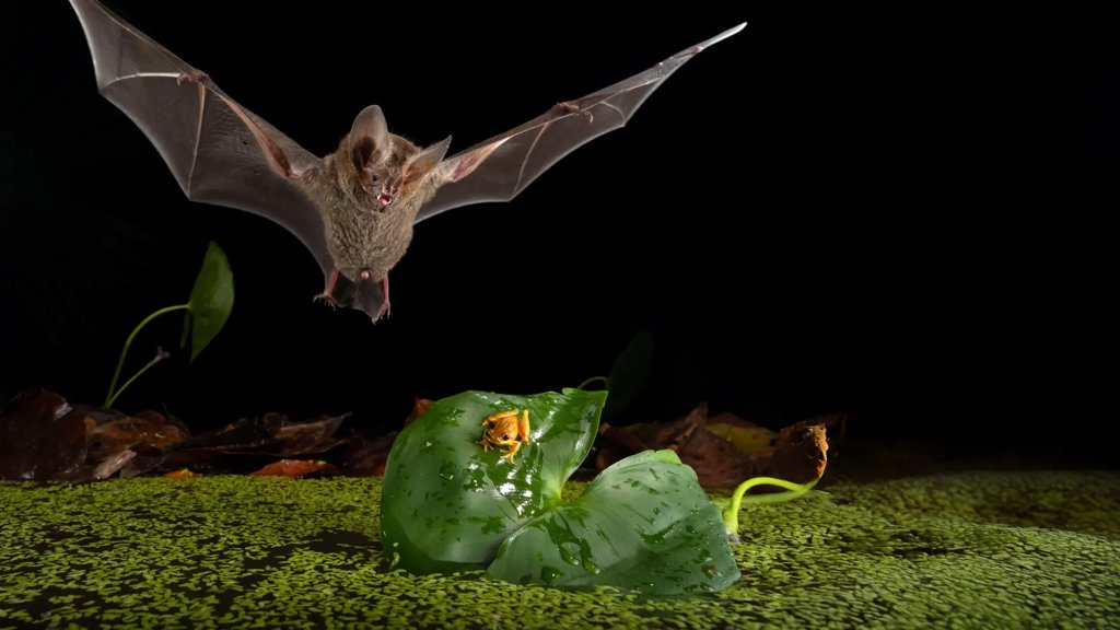 This tiny bat hunts like a lion, but better | ScienceDaily