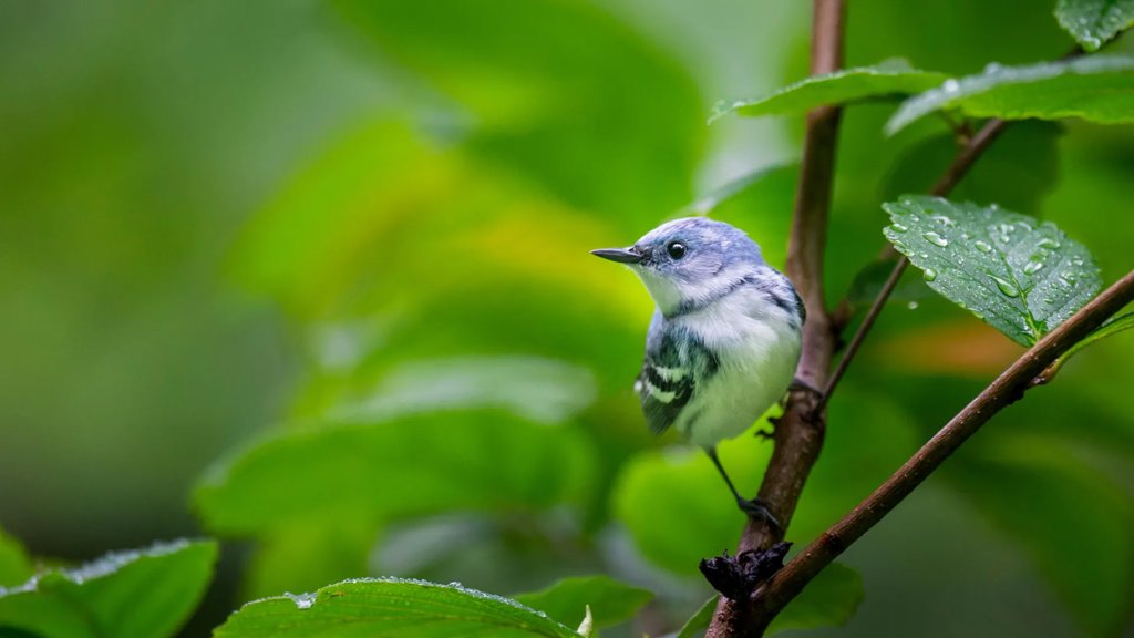 The five great forests that keep North America’s birds alive | ScienceDaily