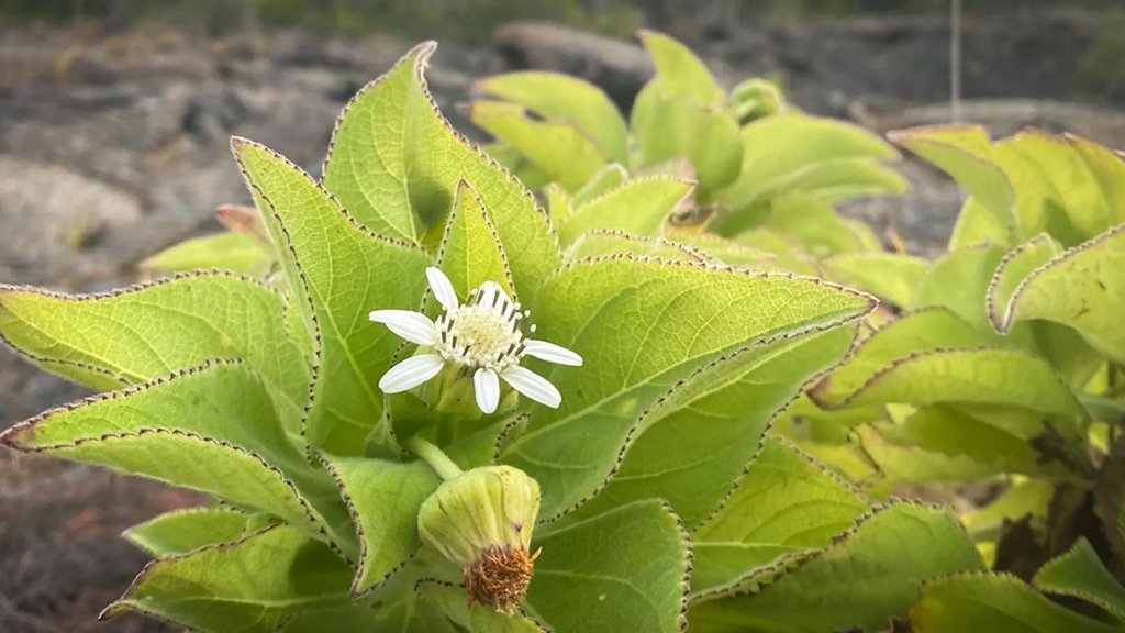Scientists found evolution repeating itself in the Galápagos Islands | ScienceDaily