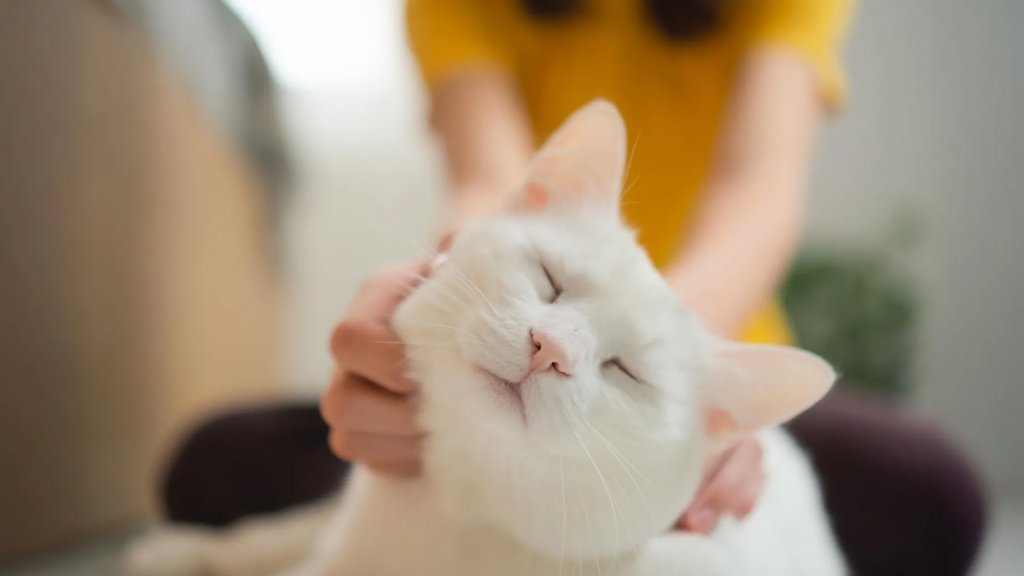 Your cat’s purr says more than you think | ScienceDaily