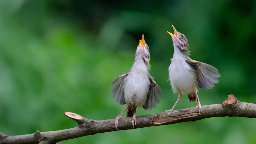Birds around the world share a mysterious warning cry | ScienceDaily