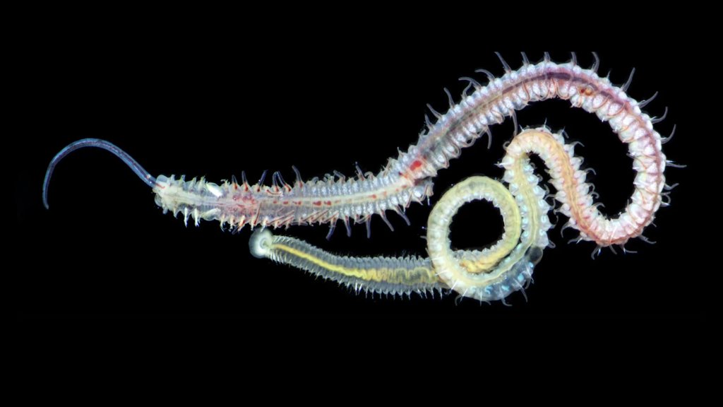 A 480-million-year-old parasite still infects oysters today | ScienceDaily