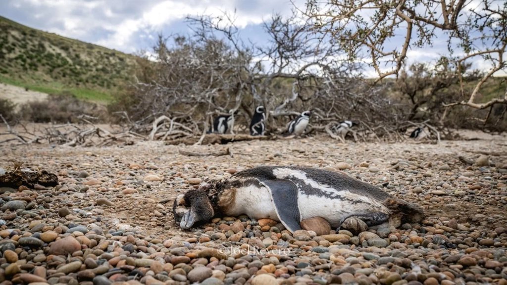 Pumas are back in Patagonia and Penguins are paying the price | ScienceDaily