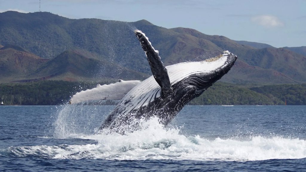 Humpback whale recovery is changing who fathers the calves | ScienceDaily