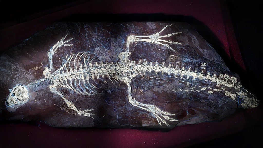 UV light reveals possible camouflage on a 125-million-year-old crocodile | ScienceDaily