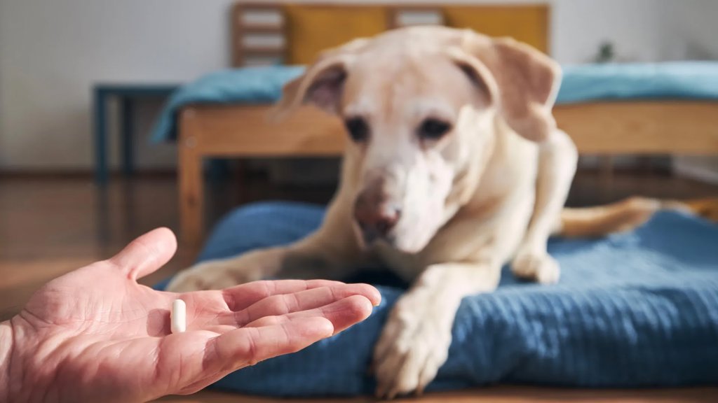 Flea and tick treatments for dogs and cats may be harming wildlife | ScienceDaily