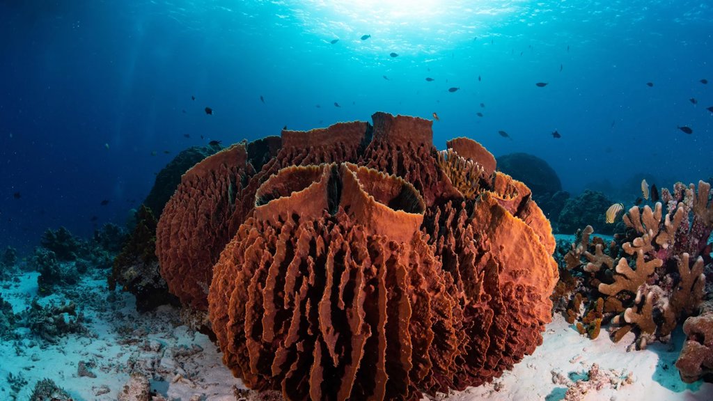 MIT study finds Earth’s first animals were likely ancient sea sponges | ScienceDaily