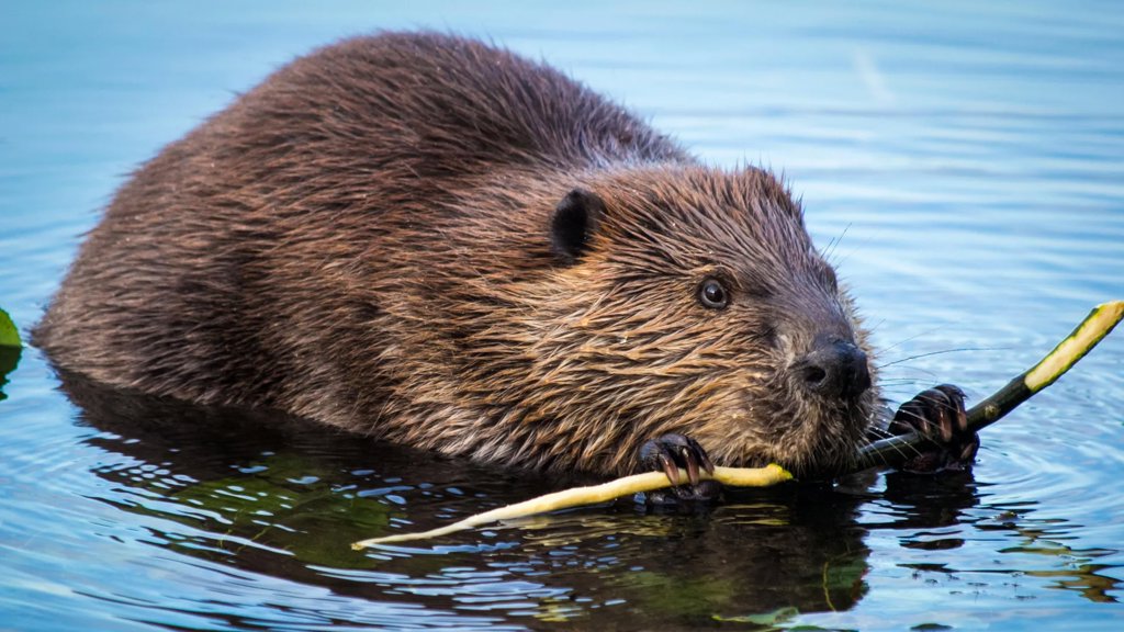 Beavers are turning rivers into powerful carbon sinks | ScienceDaily