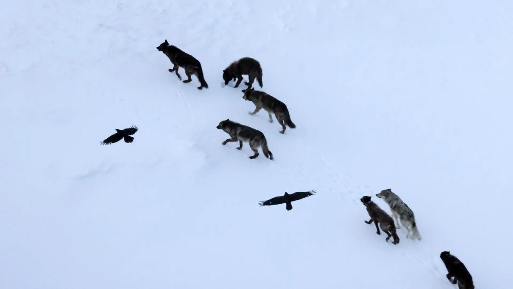Scientists thought ravens followed wolves. They were wrong | ScienceDaily
