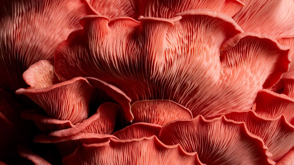 The billion-year reign of fungi that predated plants and made Earth livable | ScienceDaily