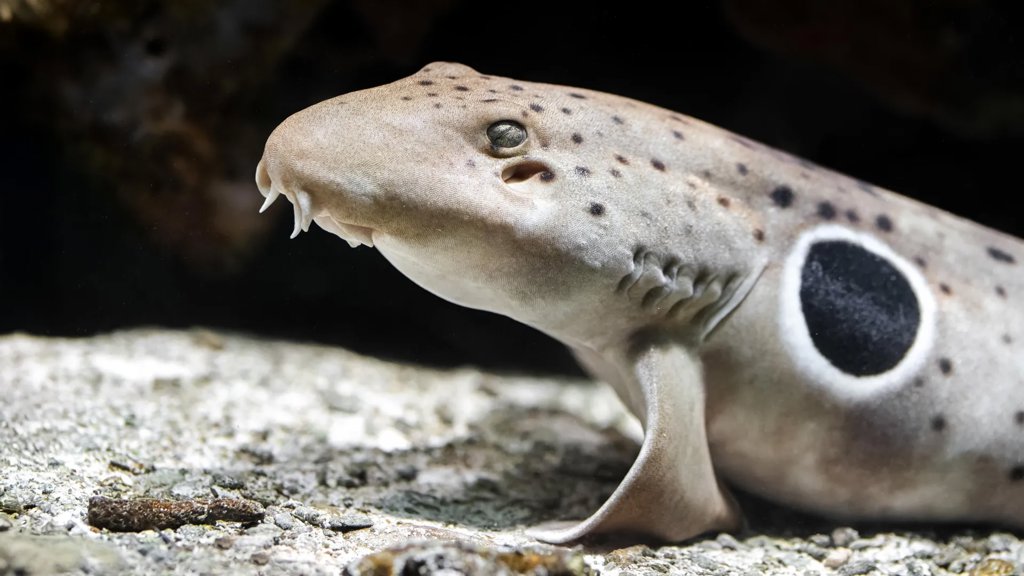 Walking sharks break the rules of reproduction | ScienceDaily