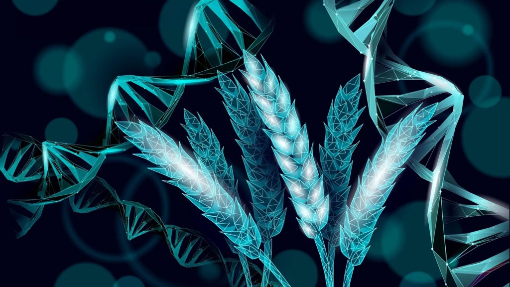 CRISPR wheat that makes its own fertilizer | ScienceDaily