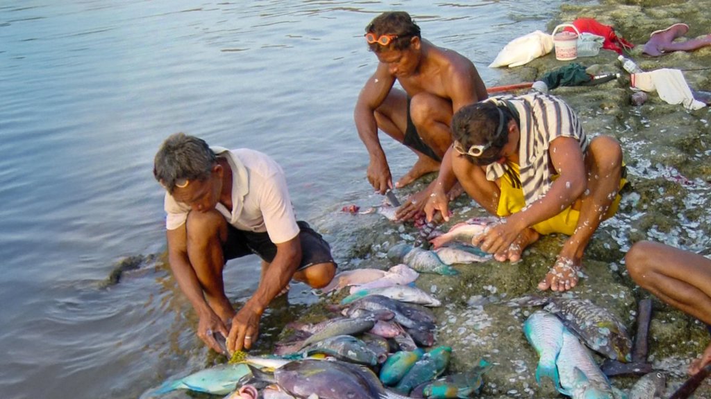 Coral reefs could feed millions if we let them rebuild | ScienceDaily