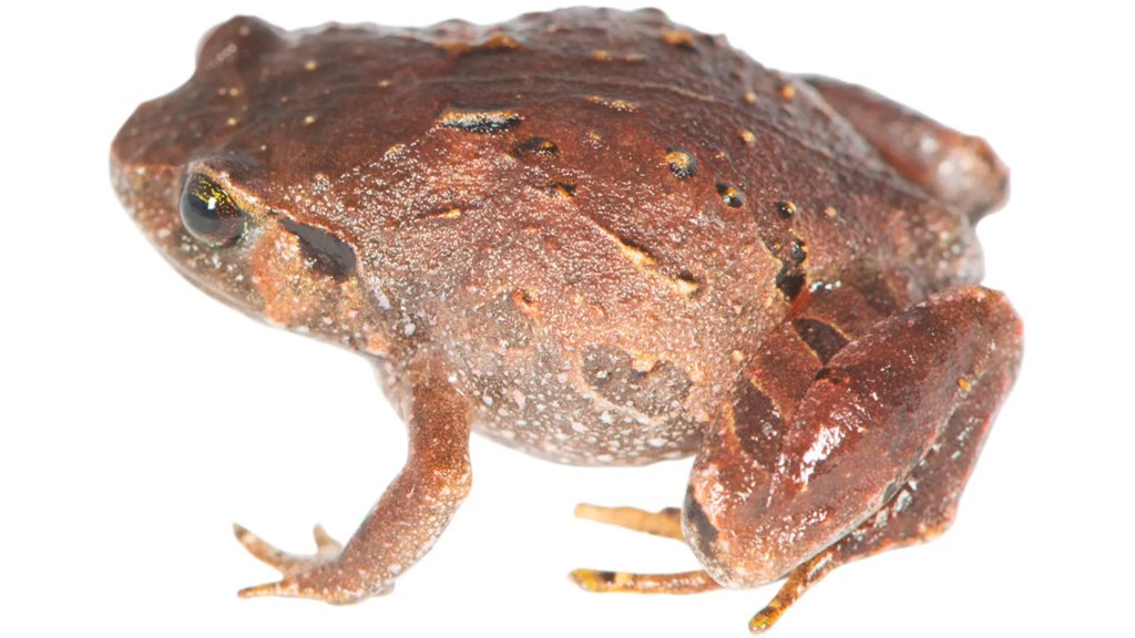 Seven new frog species were hiding beneath Madagascar’s forest floor | ScienceDaily