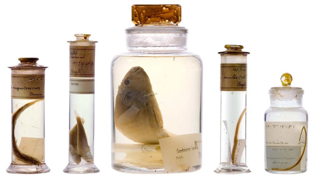 Scientists just looked inside Darwin’s 200-year-old specimen jars without opening them | ScienceDaily