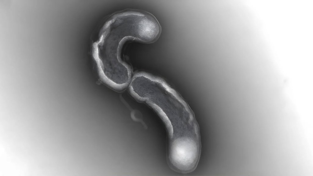 One of Earth’s most abundant lifeforms has a fatal flaw | ScienceDaily