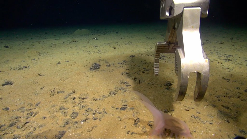 Hundreds of new species found in a hidden world beneath the Pacific | ScienceDaily