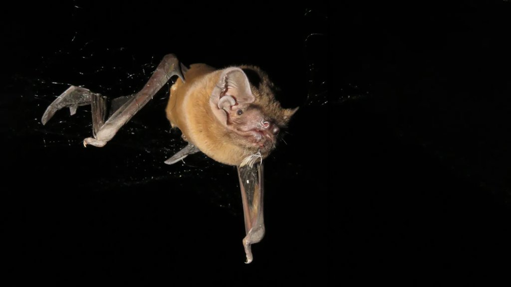 After 25 years, scientists solve the bird-eating bat mystery | ScienceDaily