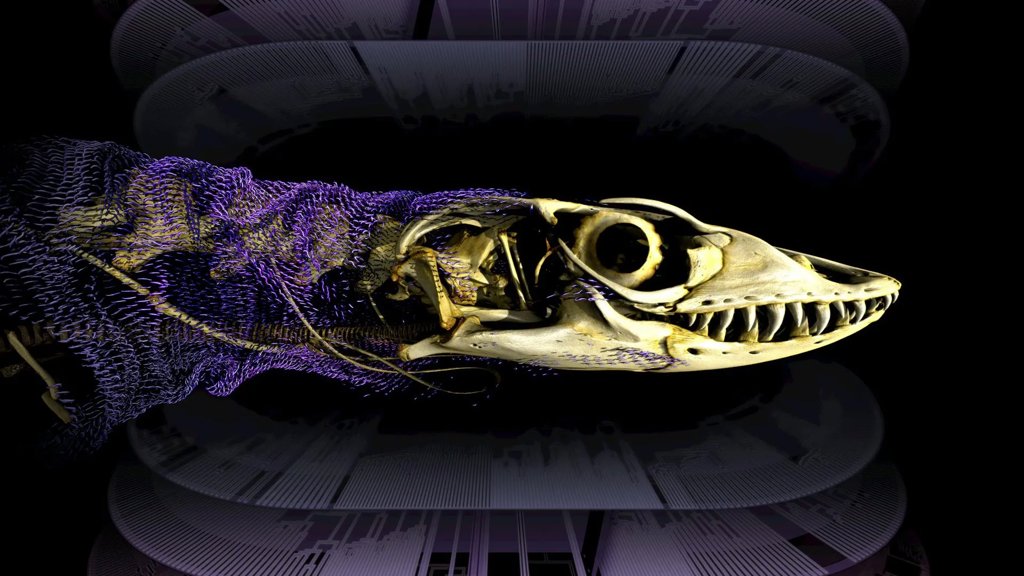 Scientists solve 320-million-year mystery of reptile bone armor | ScienceDaily