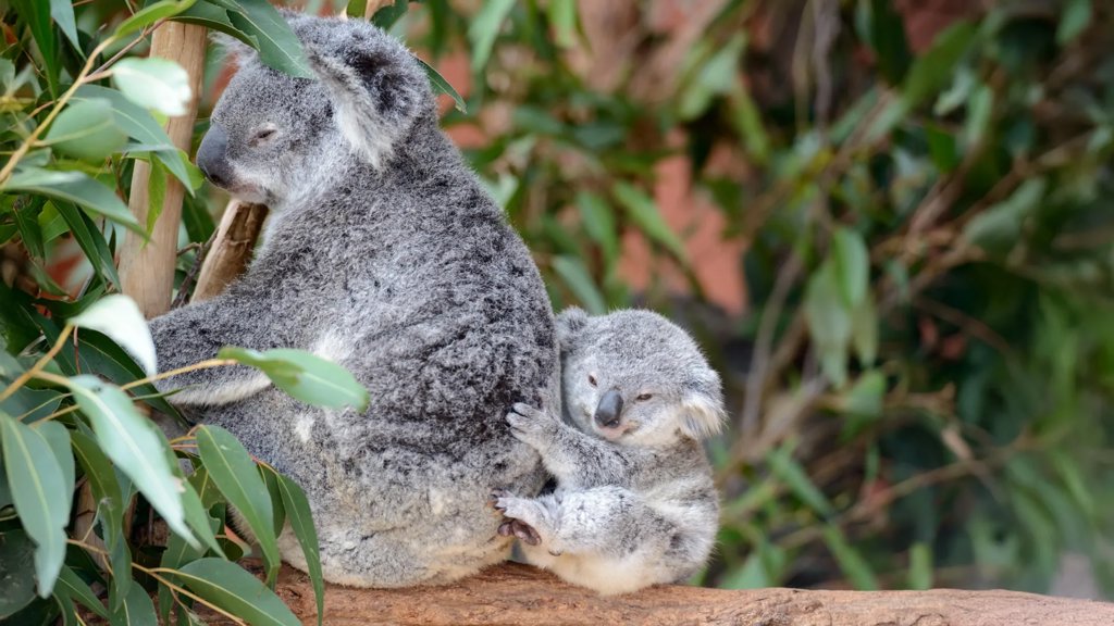Koalas survived a devastating population crash and their DNA is bouncing back | ScienceDaily