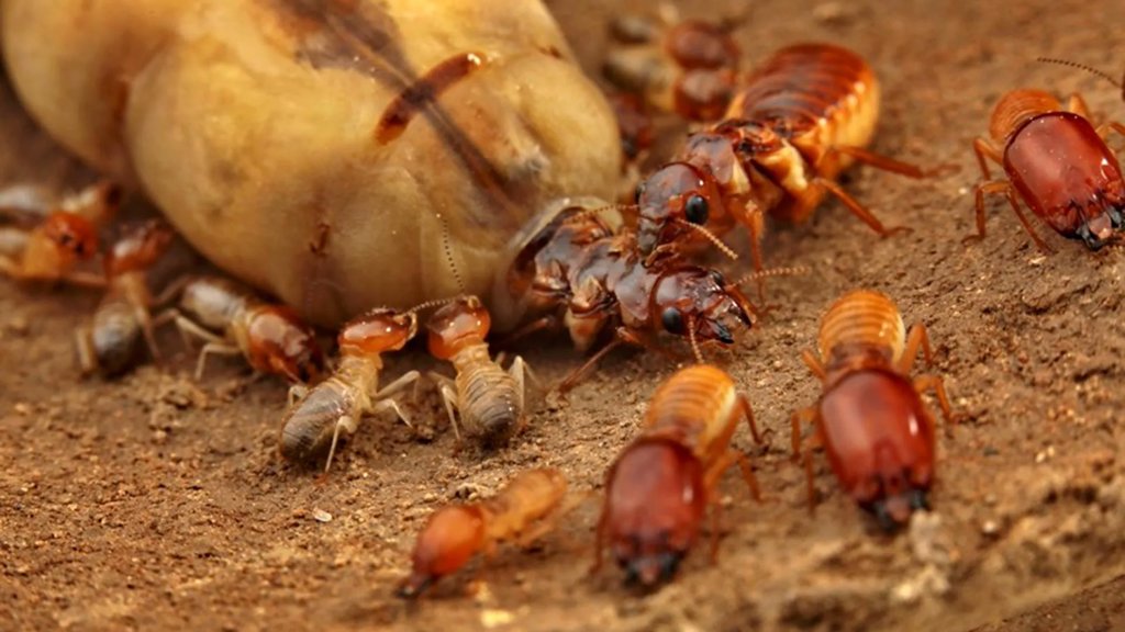 How gene loss and monogamy built termite mega societies | ScienceDaily