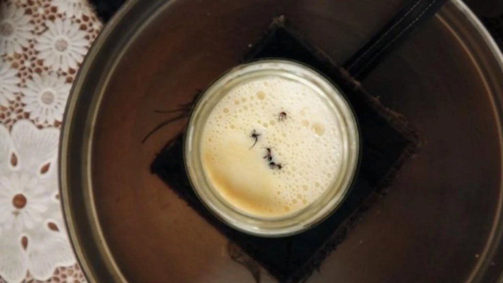 Would you eat yogurt made with ants? Scientists did | ScienceDaily