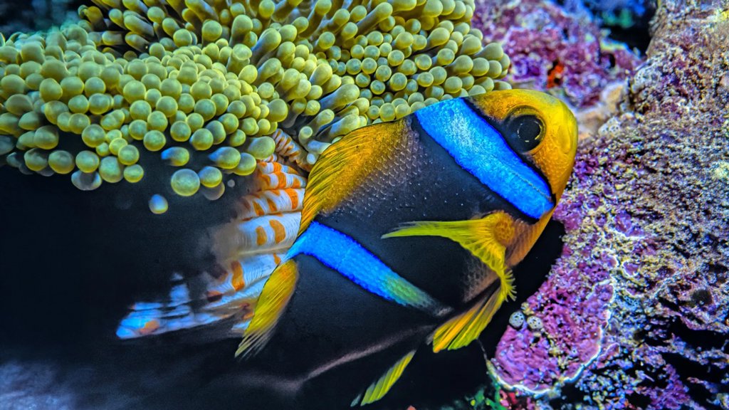 Even remote Pacific fish are full of microplastics | ScienceDaily