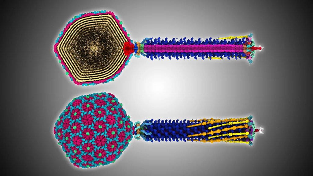 A tiny ancient virus reveals secrets that could help fight superbugs | ScienceDaily