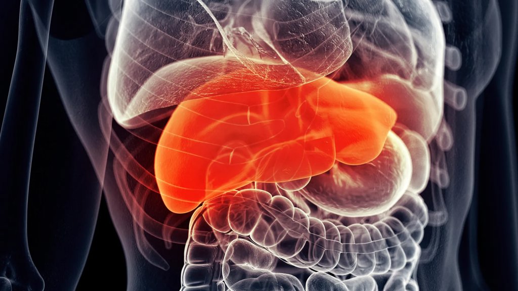 This common liver supplement could boost cancer treatment success | ScienceDaily