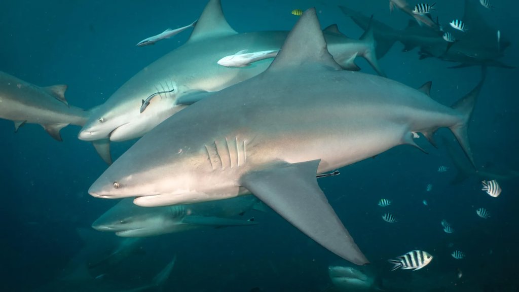 Scientists just discovered bull sharks have friends | ScienceDaily